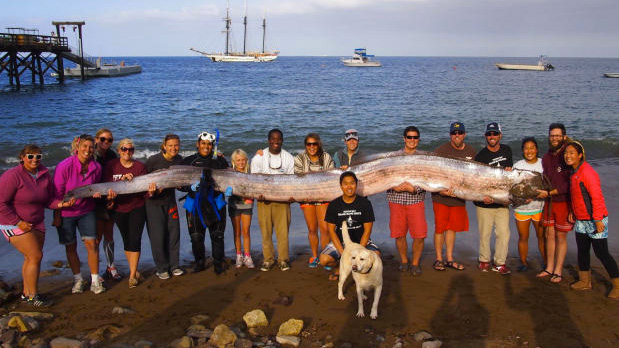 A smaller oarfish found off Santa Catalina Island. Photo: AP // CIMI