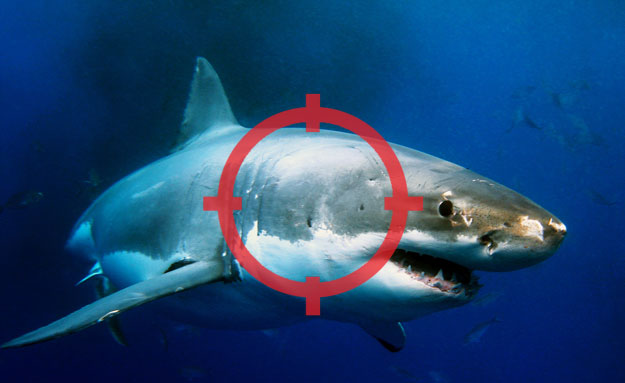 Should there be a target on sharks? Photo: Shutterstock