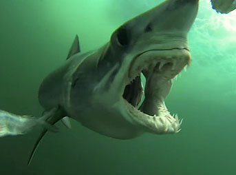 Mako Shark attack