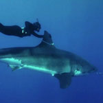girl-swims-shark-635x346