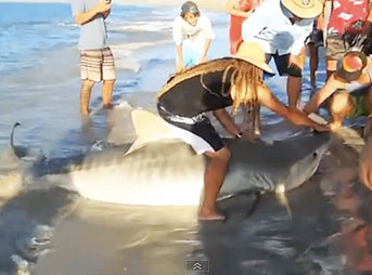 Fishermen off the coast of Western Australia rescued a 10-12 foot Tiger shark in dramatic fashion after it was accidentally caught and hauled onto the beach.