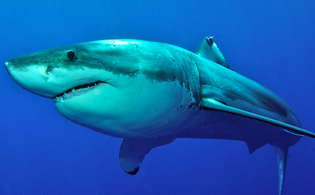 WA's government announced their new policy on shark control. Photo: Shutterstock