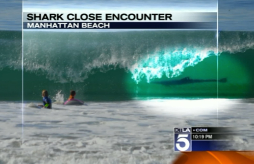 shark518