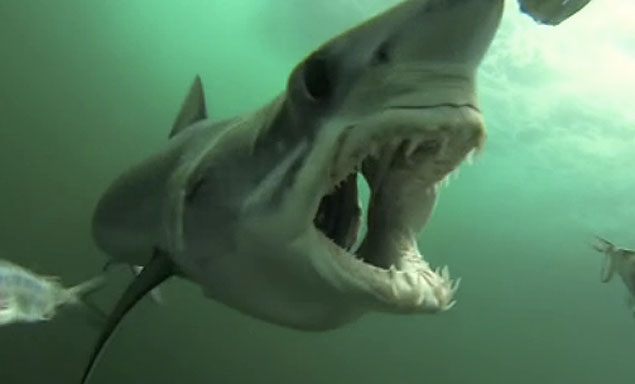 This amazing footage was shot off Ocean City, MD, on a boat called the Pumpin Hard. A Mako showed an up close and personal view of itself that no one ever wants to see.