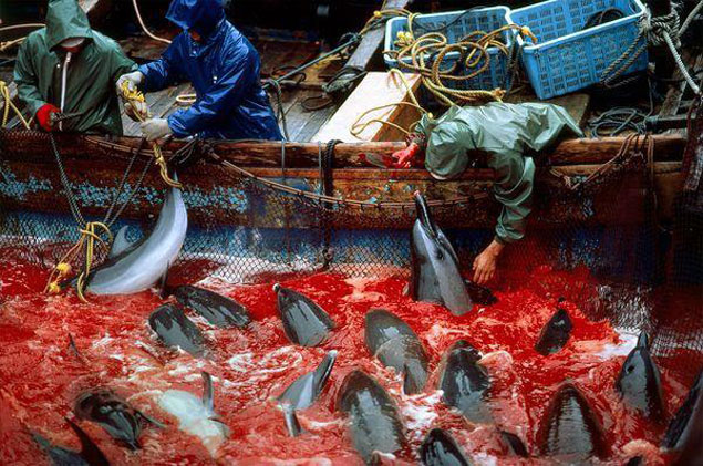 The Taiji dolphin slaughter. Photo: Educateinpirechange.org