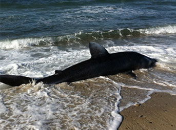 What is believed to be a basking shark washed up at Menemsha Beach. Photo: Menemsha/Instagram