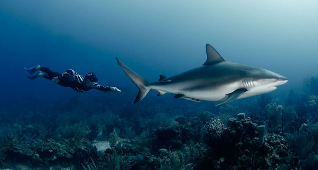 This is the most dangerous animal in the world. They kill millions each year. And beside him, a shark swim peacefully. Photo: Lia Barrett
