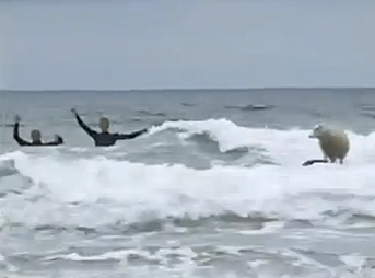 Mildred does not like surfing. Luckily for those who feel that she is being treated unjustly, you can't tell that she doesn't like it. Sheep are not the greatest at showing emotion.