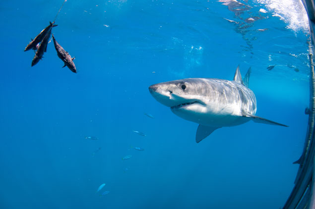 A curious shark drawn to a baited line. In this case, curiosity might kill the shark. Photo: Shutterstock