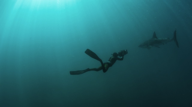 When there is a sudden upswing in shark attacks, human-causative factors are involved. Photo: Shutterstock