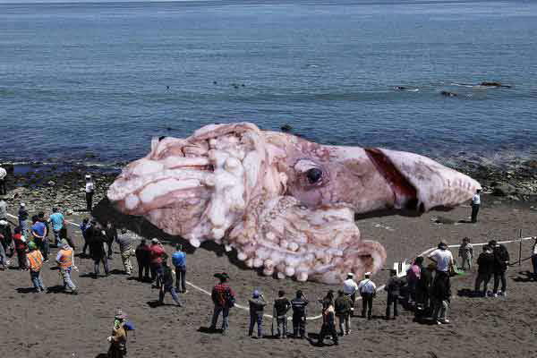 "Imagine a tuna fish that could feed a city the size of Austin, Texas."