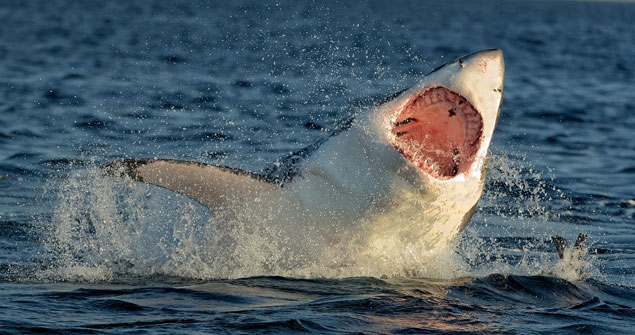 Large sharks have been strong enough to free themselves from baited hooks. Photo: Shutterstock