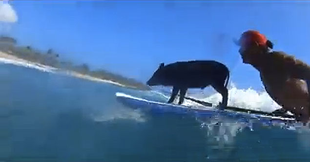 Dare you to find anything cuter than Kamapua'a the surfing pig… it's not possible.
