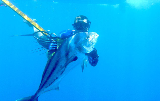 Roosterfish in Panama. Beautiful.