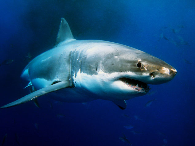 Tag it or bag it? There are other options to be considered. Photo: Shutterstock