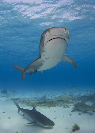 Two tiger sharks, the species that are most likely to be affected by the policy. Photo: Shutterstock