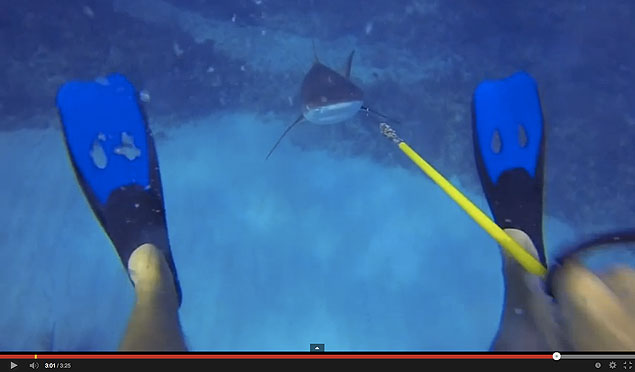 You're in around 70 feet of water with a lion fish on the end of your spear, when you feel a nudge. You turn and see a Caribbean reef shark, hinting that he wants your lion fish. Cue mad panic, at least in the case of most people. This guy, however, does not.