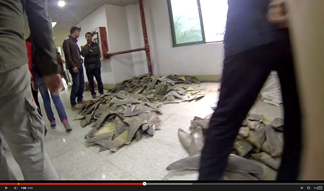 This is a shark fin market in Guang Zhou, China. Packed into bags, piled into boxes, and strewn across the floor are the lives of countless sharks, all for sale. 