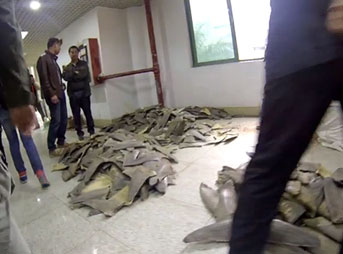 This is a shark fin market in Guang Zhou, China. Packed into bags, piled into boxes, and strewn across the floor are the lives of countless sharks, all for sale.