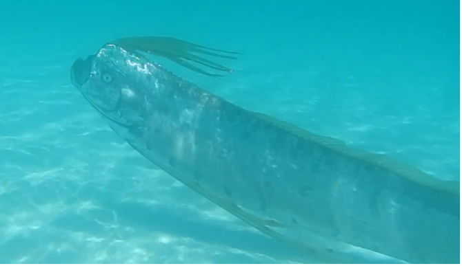 Oarfish Screenshot