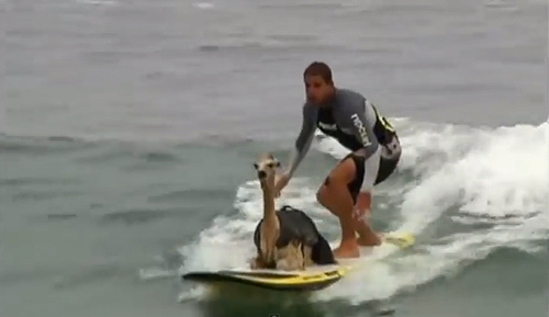 Alpaca the boards if you grab the wetsuits.