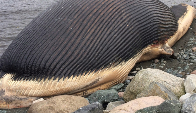 Poor sack of blubber. Photo: <a href="https://www.huffingtonpost.ca/2014/04/30/dead-blue-whale-in-newfoundland_n_5242851.html?just_reloaded=1">Huffington Post</a>