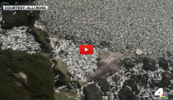 dead-fish-body-and-featured