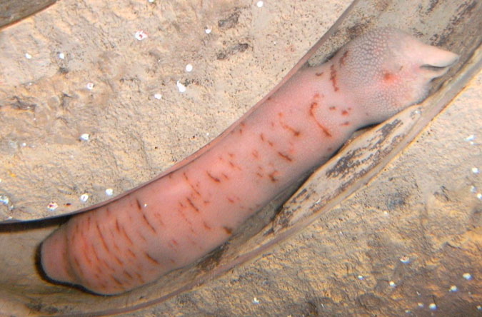Penis Worm.