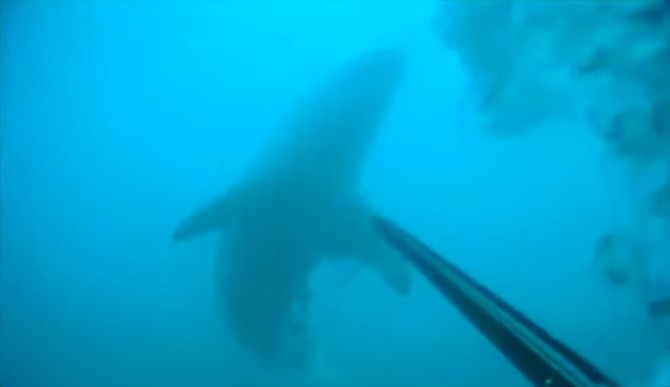 shark-body