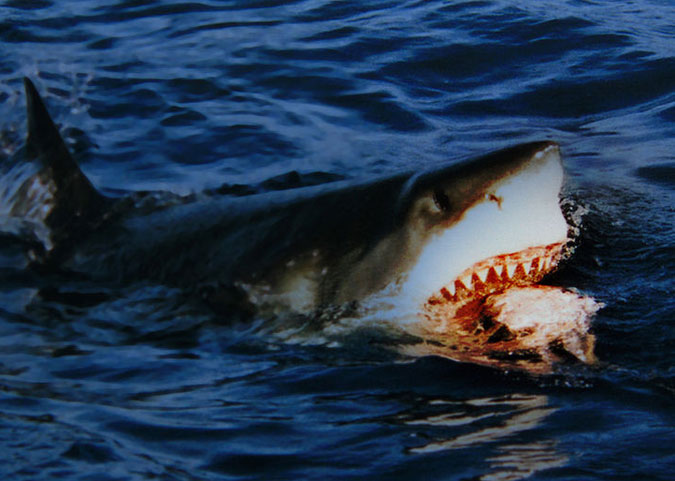 "It's coming right for us! Kill it! Kill all of them!" Photo: Wikimedia Commons