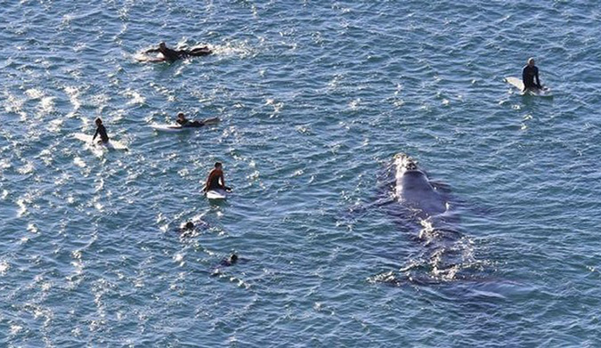 One tail flick is all it would've taken. Photo: Sydney Morning Herald | Ian Hansen