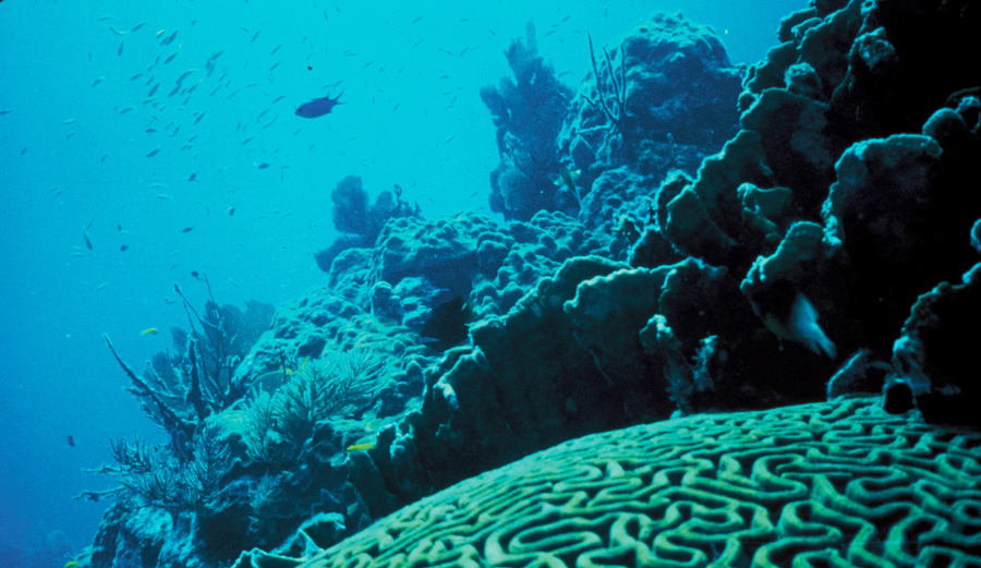 It's quite a sight. Photo: Wikimedia