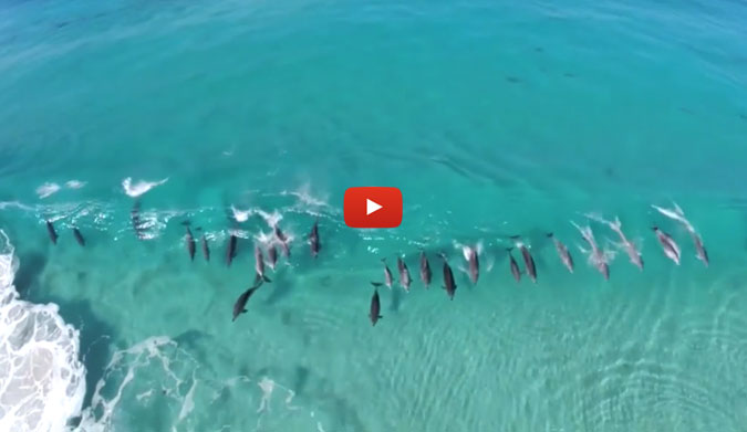 "Party waaave!" Flipper yelled, waving his friends into a set wave. The old dolphin in the back grumbled to himself. "These young bucks'll never learn their place in the line up." He spouted from his blow hole in frustration.