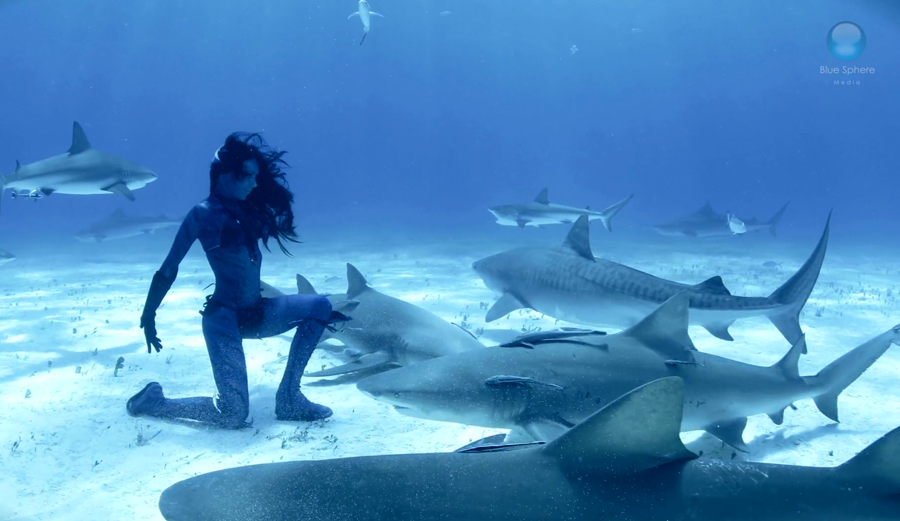 shark-culling-body