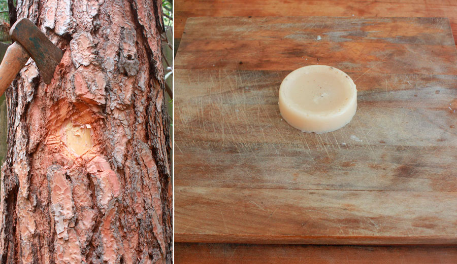From tree to wax. Easy! Sort of.