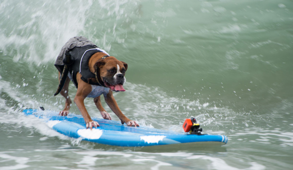 San Diego's Imperial Beach is going to the dogs. On Sunday, July 13th, the 2014 Unleashed by Petco Surf Dog contest happened, and it was a success, to say the leash.