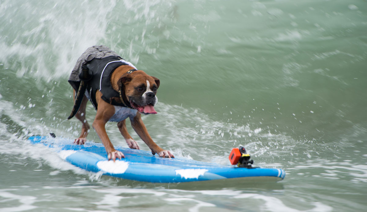 San Diego's Imperial Beach is going to the dogs. On Sunday, July 13th, the 2014 Unleashed by Petco Surf Dog contest happened, and it was a success, to say the leash.