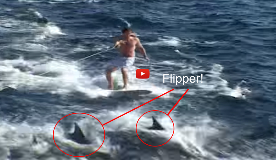 flipper-lede