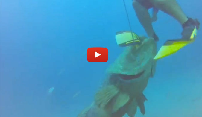 Goliath groupers have been known to weigh up to 800 pounds. That's like a silverback gorilla that can swim, only with less hair and a severely diminished tree-swinging ability.