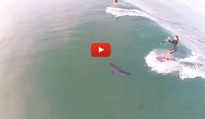 Remember that time you hit a big patch of kelp and flew off your board? It could've been worse. It could've been a shark.