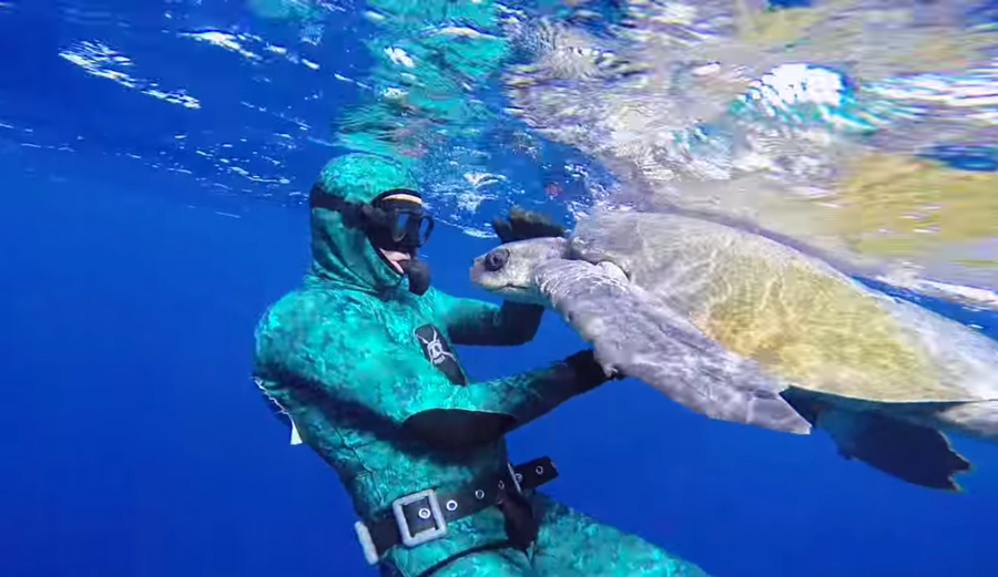turtle-lede