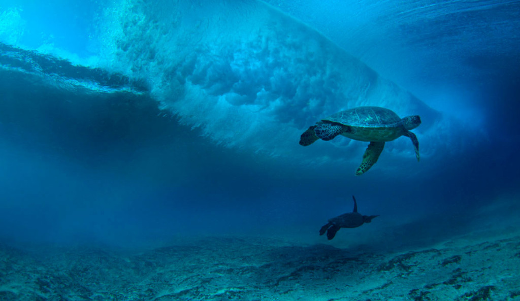 Animals are amazing. That's one of the greatest things about surfing: sharing the ocean with all manner of incredible creatures.