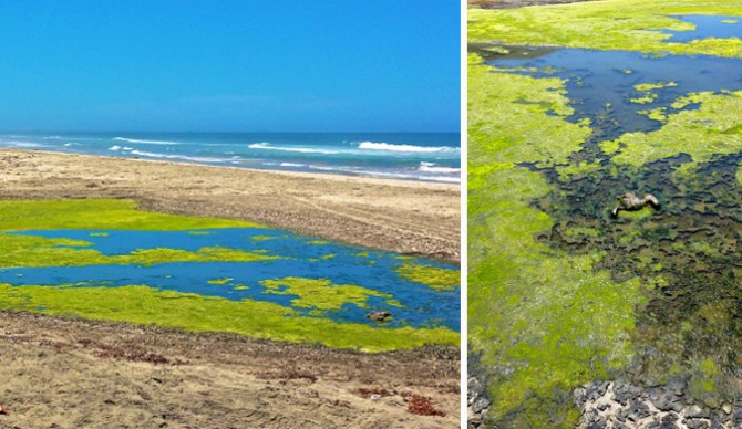 New — yes new outflow at Campo Torres near Baja Malibu. Photo: Dedina