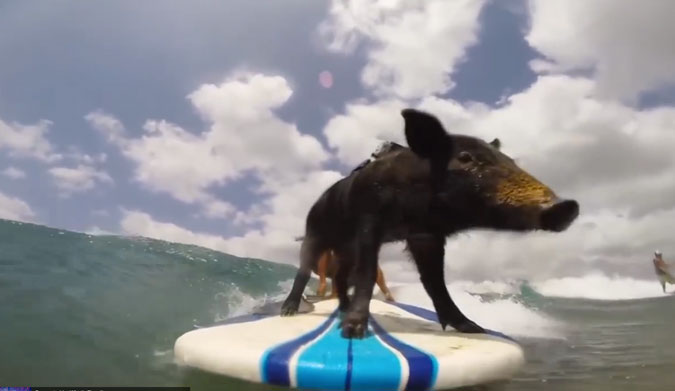 By now, everyone knows Kama the surfing pig. If you don't these are a quick recap of his life in the public eye.