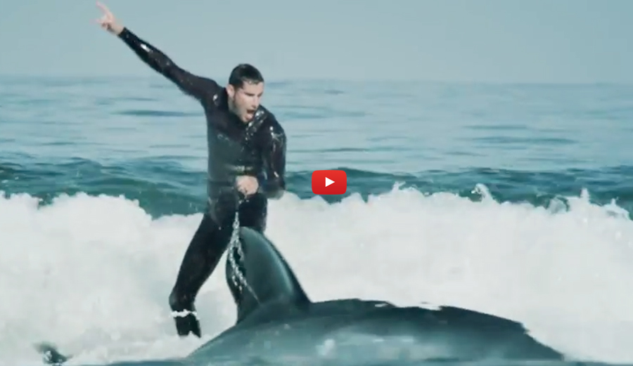 shark-body