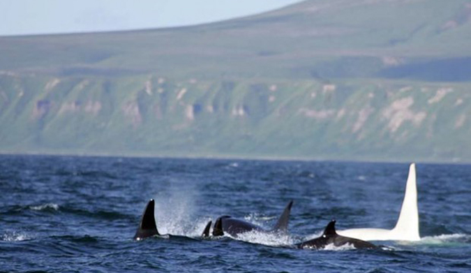Stands out a bit, huh? Photo: Far East Russia Orca Project