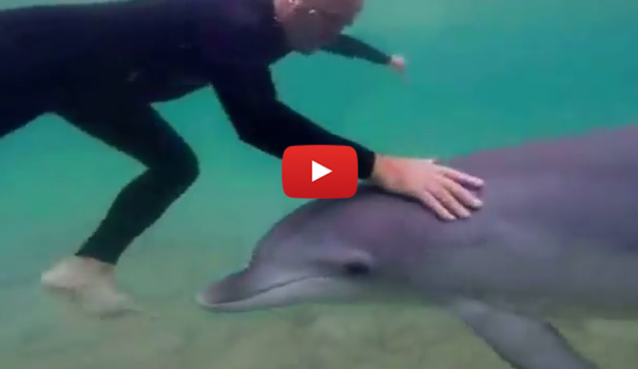 dolphin-dog-body