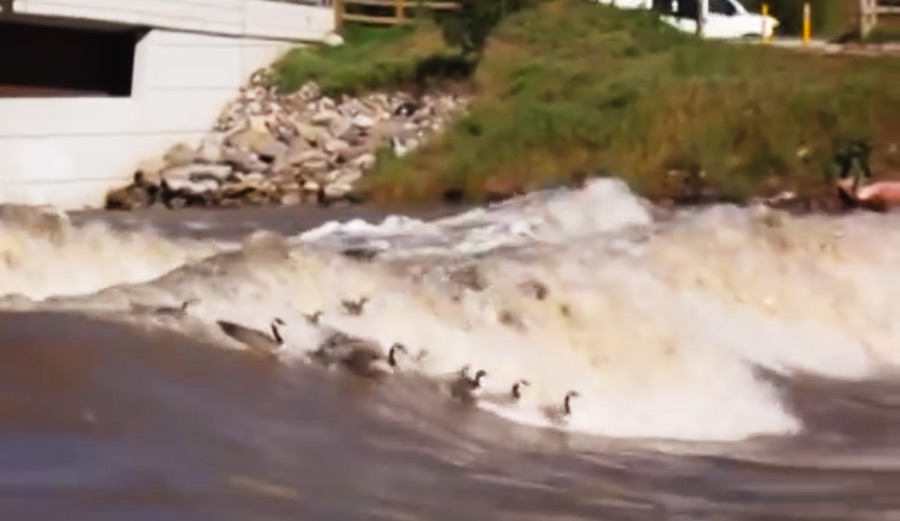 Geese Surf