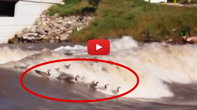 Geese Surf