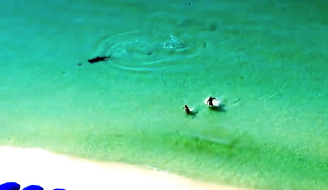 Hammerhead vs. Stingray